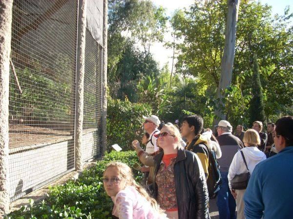A young child looking at animals in a zoo enclosure